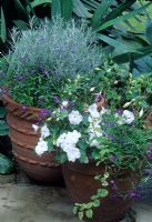 Pots en terre cuite plantés d'Impatiens blancs, Lobelia bleu, Fuchsia et Lavandula