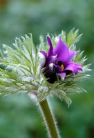 Ouverture du bourgeon de Pulsatilla vulgaris - Fleur de pasque