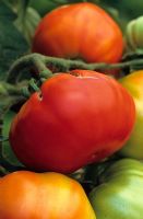 Lycopersicon esculentum - Tomate 'Costoluto Fiorentino'