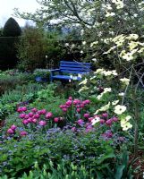 Jardin de printemps avec Tulipa 'Negrita', Cornus et un banc bleu