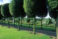 Allée de Quercus ilex topiarisé - Evergreen Holm Oaks chemin de revêtement dans un grand jardin à la française ouvert au public - Hatfield House, Hertfordshire