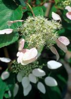 Schizophragma hydrangeoides - Grimpant à tiges ligneuses à feuilles caduques légèrement parfumé originaire du Japon