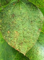 Uromces appendiculatus - Rouille du haricot sur les feuilles du haricot