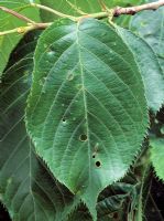 Trou de tir sur Prunus - Trous dans les feuilles causés par un pathogène fongique / bactérien