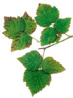 Elsinoe veneta - Canne framboise et tache foliaire - symptômes sur les feuilles de Loganberry