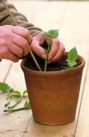 Prendre des boutures sur des plantes tendres (Salvia guaranitica) Planter des boutures sur le bord d'un pot en utilisant de la canne pour faire un petit trou - Démontré par Carol Klein
