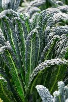 Brassica - Borecale ou Kale 'Nero di Toscana Precoce' verts d'hiver