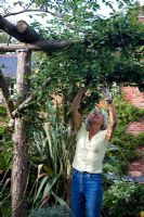 Femme rangeant la formation et l'élagage escalade a augmenté sur pergola en automne