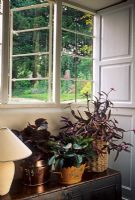 Begonia rex 'Vesuvius', Tradescantia pallida 'Purpurea' et Peperomia fraseri - Plantes d'intérieur en baie vitrée