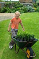 Fille poussant la brouette pleine de jeunes plantes en boîte - Pannells Ash Farm, Essex