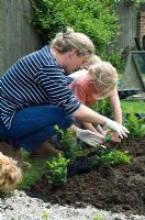 Femme et fille plantant de jeunes plantes en boîte dans un nouveau parterre - Pannells Ash Farm, Essex