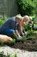 Femme et enfants plantant de jeunes plantes en boîte dans un nouveau parterre - Pannells Ash Farm, Essex