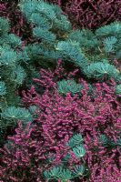 Erica x darlyensis 'Kramer's Rote' et Abies concolor 'Glauca Compacta' - The Valley Garden, Windsor