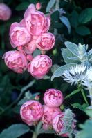 Rose rose et argent Stachys byzantina feuillage - The Lodge House, Hatfield