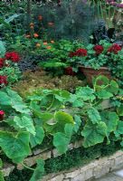 Parterre de fleurs surélevé avec Solieriolia dans les lacunes - Moelle, laitue et persil cultivés en blocs et Pelargoniums en pots pour ajouter une couleur ornementale