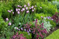 Parterre de printemps avec Tulipa 'Bleu Aimable' avec Erysimum 'Bloomsy Baby Purple' (giroflée) et Viola cornuta à Eastgrove Cottage