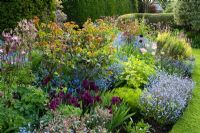 Parterre de printemps à Eastgrove Cottage avec Myosotis, Iris 'Cherry Gardens', Salvia officinalis 'Tricolor' et Aquilegias