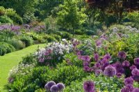 Plantation massive d'Allium hollandicum et d'Allium hollandicum 'Purple Sensation' traversant les parterres de Glen Chantry