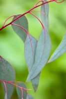 Eucalyptus rubida - feuillage adulte