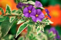 Solanum Rantonnettii variegata - morelle violette - Blue Potato Bush