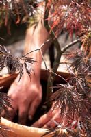 Homme plantant Acer palmatum 'Dissectum Atropupureum ' (érable japonais) en pot en terre cuite - Printemps