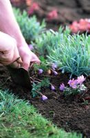 Homme plantant de jeunes plants d'anémone blanda en parterre de fleurs - printemps