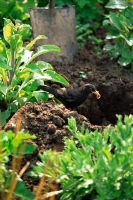 Turdus merula - Blackbird avec ver, à côté d'un trou fraîchement creusé
