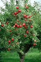 Malus 'Opalescent' - Pommes rouges sur arbre