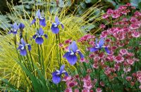 Parterre d'été avec Iris sibirica 'Placid Waters', Carex elata 'Aurea' et Astrantia 'Roma'