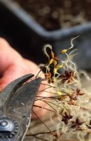 Semis d'espèces de clématites - Clematis recta 'Purpurea', parage des têtes de semis avec des sécateurs