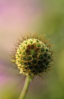 Tête de semence de Scabiosa columbaria var. ochroleuca - Fleur coussin