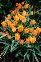Tulipa linifolia batalinii Groupe 'Bijou abricot'