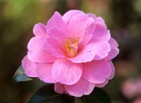 Camellia williamsii 'Don'