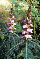 Acanthus ueleensis - montrant un feuillage et des épis de fleurs inhabituels