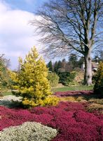 Parterres de bruyère dans le jardin d'hiver - Wakehurst Place Garden, Sussex