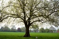 Chien sous arbre mature au printemps sur Peckham Rye, Londres