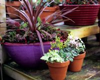 Groupe de pots d'hiver - Pot émaillé violet contenant du Phormium et de la bruyère - Petits pots contenant de l'alto, du cyclamen et de l'hèdre