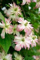 Clematis montana 'Marjorie'