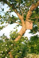 Boîte à oiseaux en bois dans un arbre avec une rose grimpante blanche