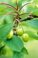 Prunus 'Merton Premier' - Jeunes cerises
