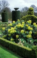 Euphorbia wulfenii en parterre de fleurs à Hatfield House