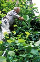 David Beaumont, Chef jardinier élagage Magnolia x soulangeana - Hatfield House