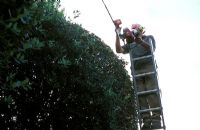 David Beaumont, jardinier en chef, élagage Quercus ilex, boules - Hatfield House