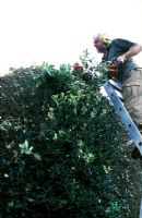 Jardinier en chef David Beaumont, élagage Quercus ilex, arbres à boules - Hatfield House
