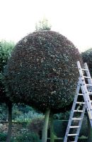 Taille Quercus ilex, arbres à boules - Hatfield House