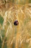 Détail d'un escargot de jardin sur Deschampsia cespitosa 'Voile d'or' - Herbe à cheveux