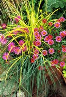 Plantation d'été avec Eragrostis 'Wind Dancer', Carex elata 'Aurea', nouvelles variétés d'Argyranthemum 'Sao Vincento' et 'Santana' (grand œil jaune) dans un pot carré en terre cuite