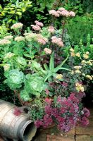 Pot résistant à la sécheresse avec Sedum 'Autumn Joy', 'Matrona' (feuilles pourpres), telephium ruprechtii et 'Ruby Glow' (arrière), Aloe vera et Aeonium arboreum dans un pot en terre cuite.