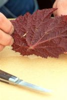 Propagation des feuilles de bégonia - montrant où les nervures sont coupées