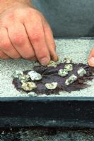 Propagation foliaire du bégonia - Placer la feuille sur un milieu et peser avec de petites pierres